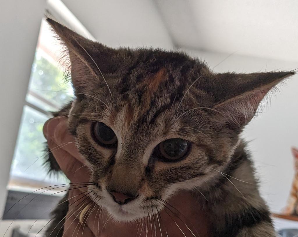 Leah, Adoptable, Adult Female Domestic Short Hair.