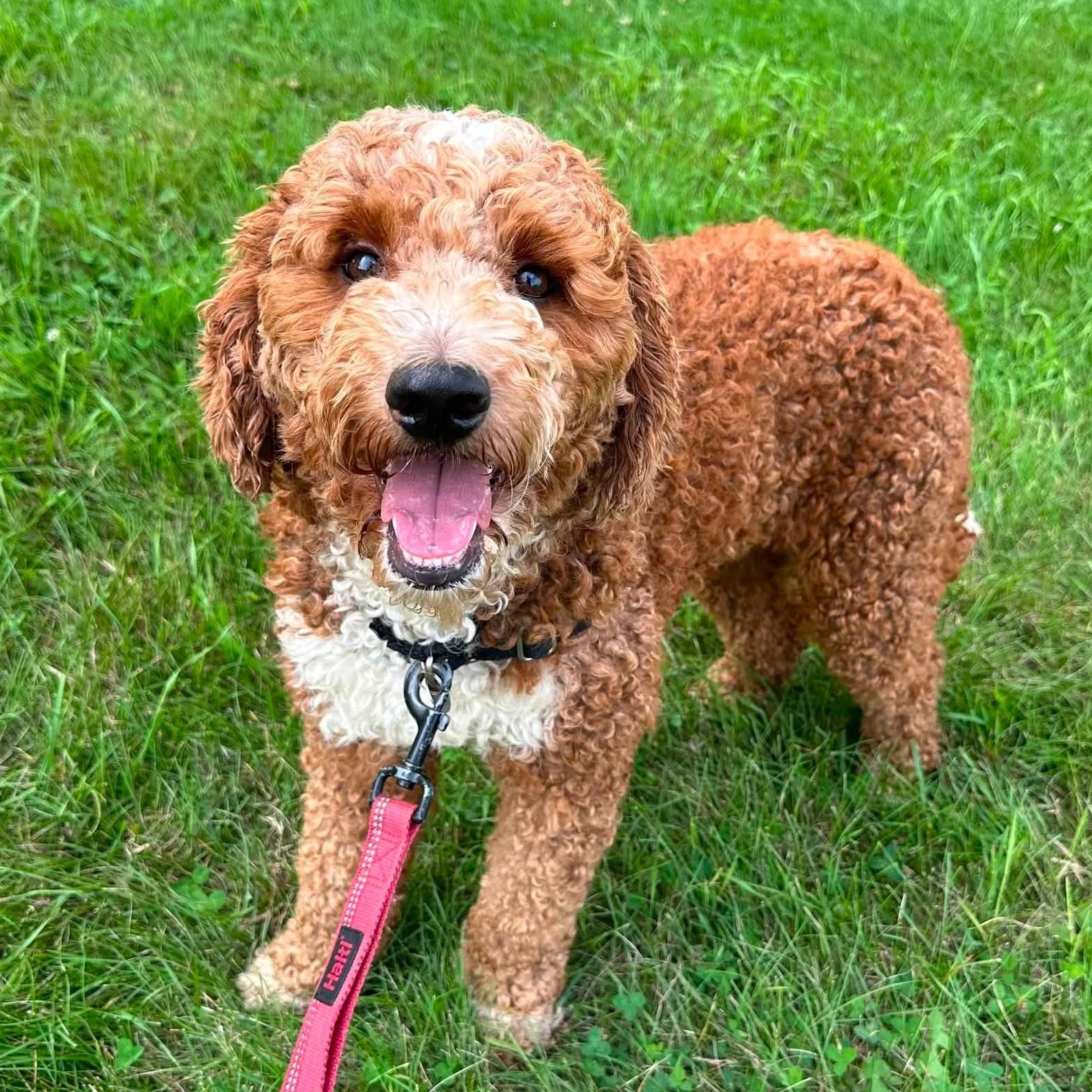 Juniper-Foster Home Needed, a ADOPTABLE Poodle in Hartland, WI image 1/6