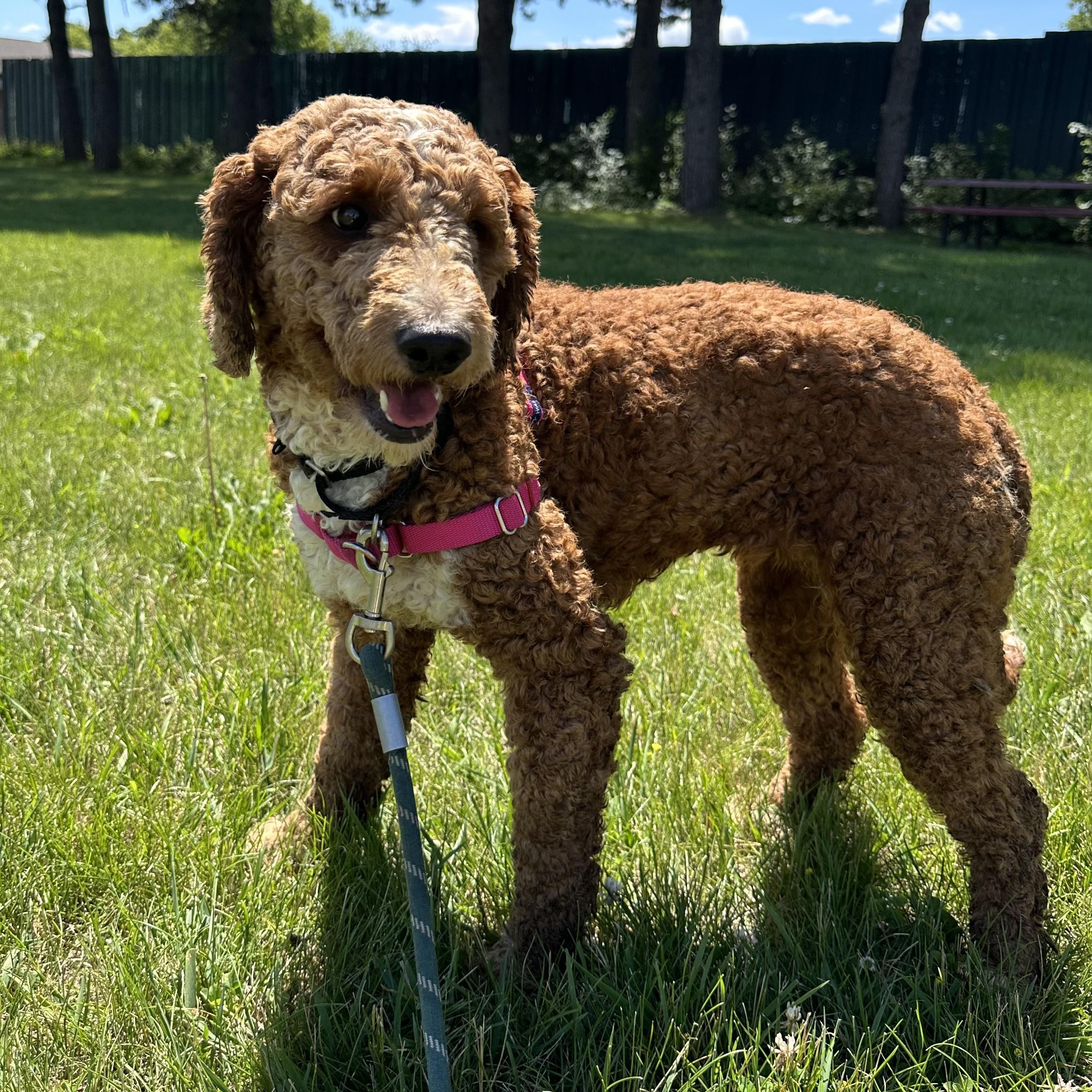 Enlarge Juniper-Foster Home Needed, a ADOPTABLE Poodle in Hartland, WI image 3/6
