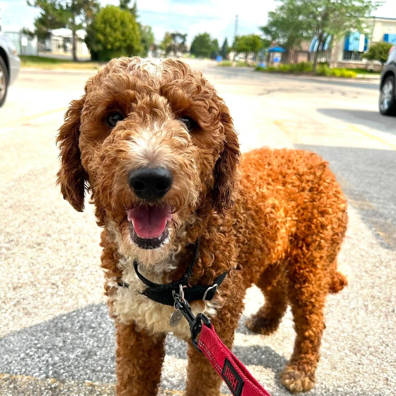 Juniper-Foster Home Needed, ADOPTABLE, Young Female Poodle.