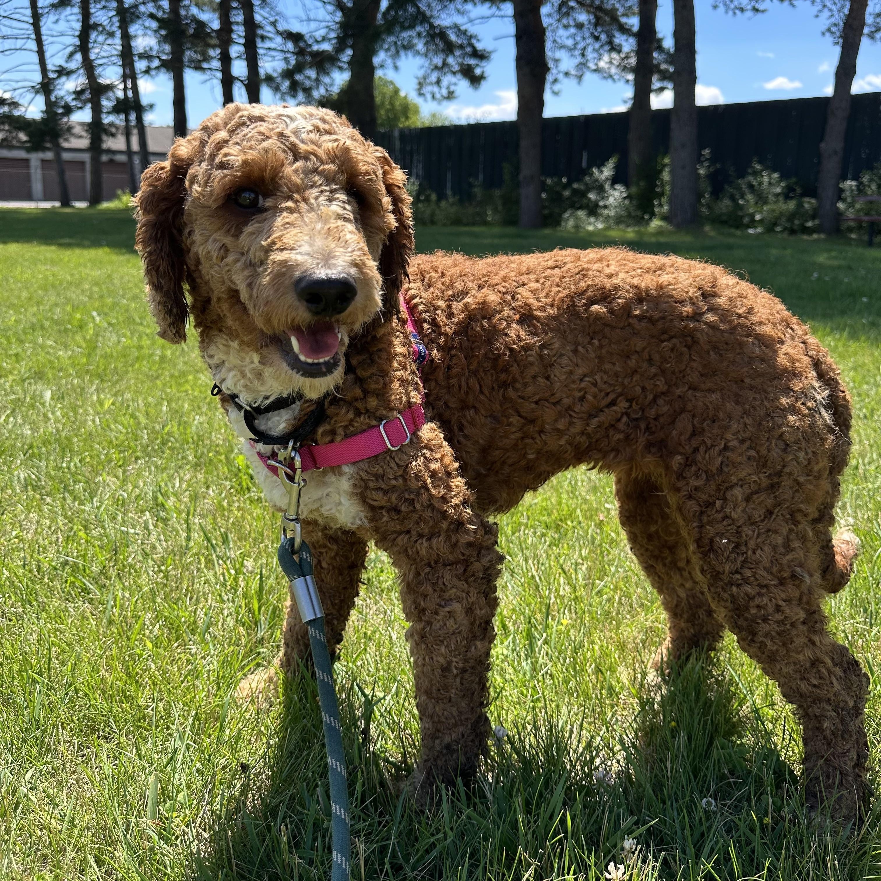 Enlarge Juniper-Foster Home Needed, a ADOPTABLE Poodle in Hartland, WI image 2/6