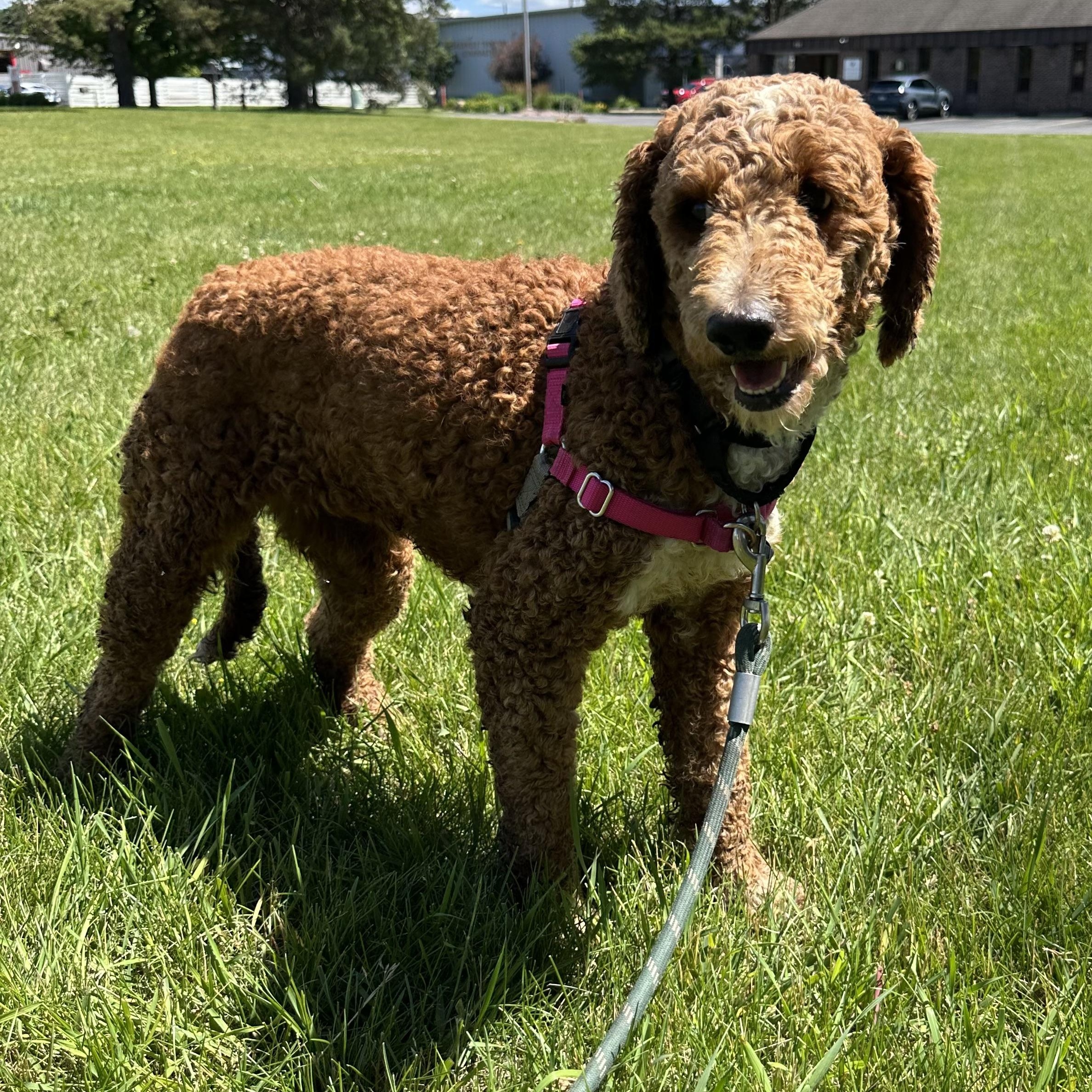 Enlarge Juniper-Foster Home Needed, a ADOPTABLE Poodle in Hartland, WI image 5/6