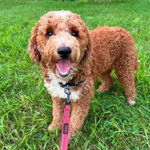 Enlarge Juniper-Foster Home Needed, a ADOPTABLE Poodle in Hartland, WI image 2/6