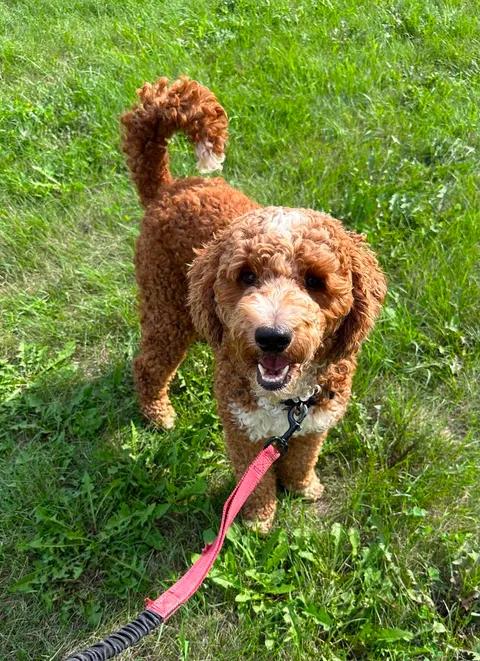 Enlarge Juniper-Foster Home Needed, a ADOPTABLE Poodle in Hartland, WI image 4/6