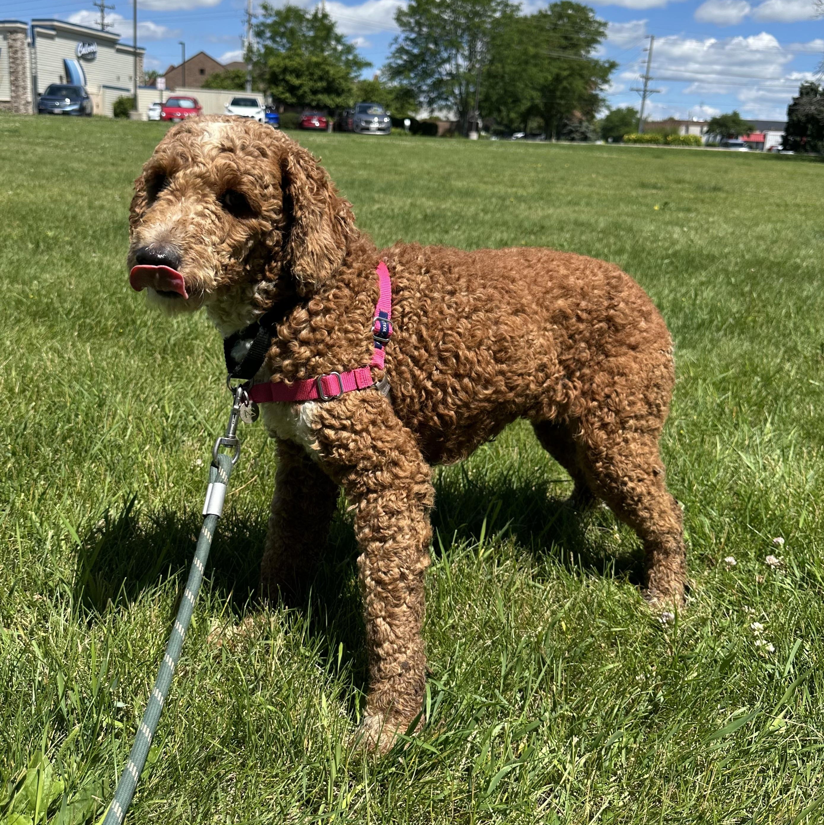 Enlarge Juniper-Foster Home Needed, a ADOPTABLE Poodle in Hartland, WI image 4/6