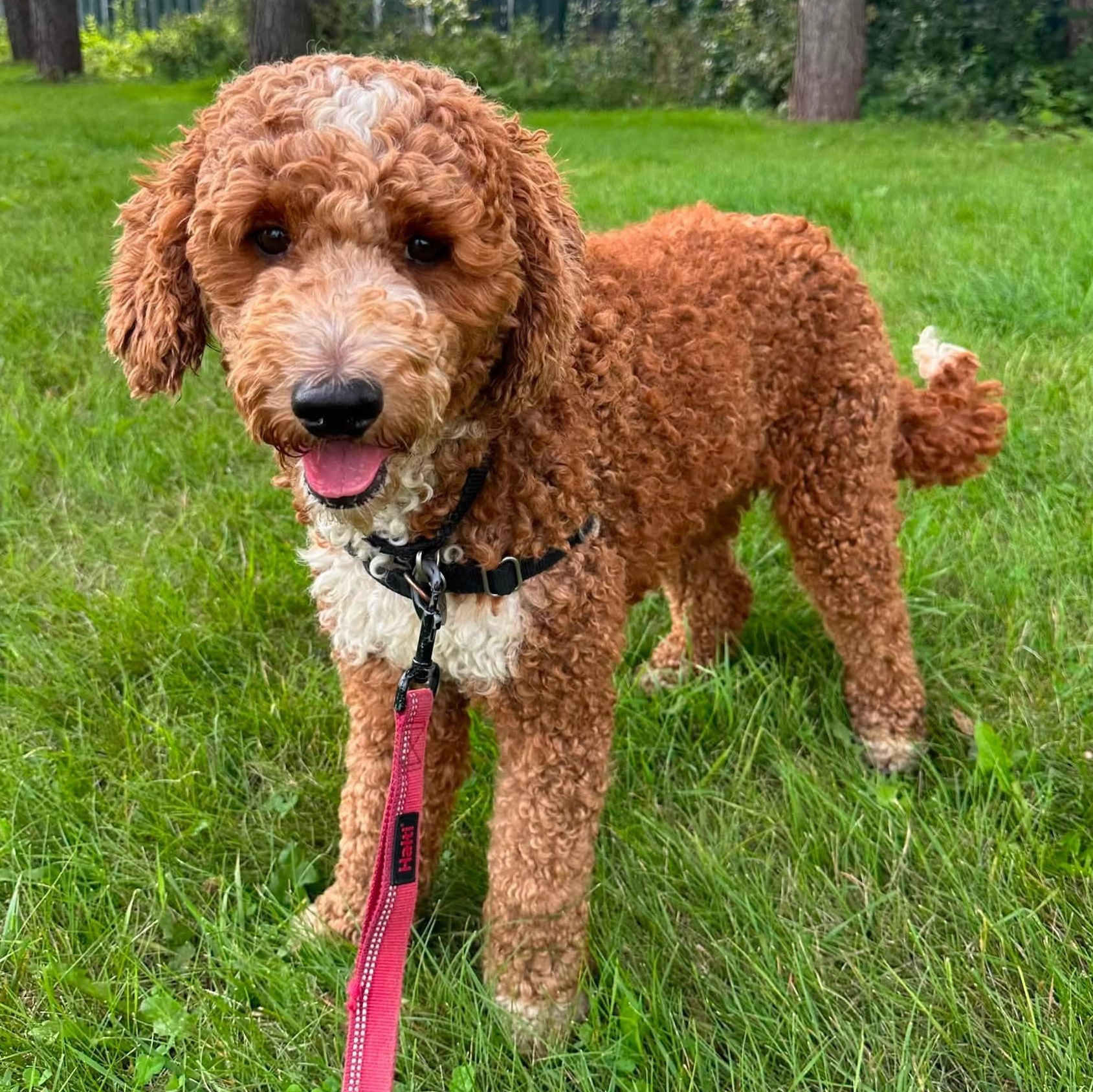Juniper-Foster Home Needed, a ADOPTABLE Poodle in Hartland, WI image 2/6