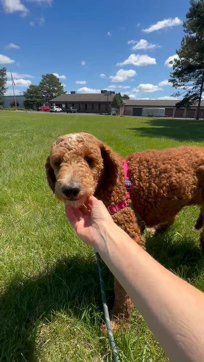 Enlarge Juniper-Foster Home Needed, a ADOPTABLE Poodle in Hartland, WI video 6/6