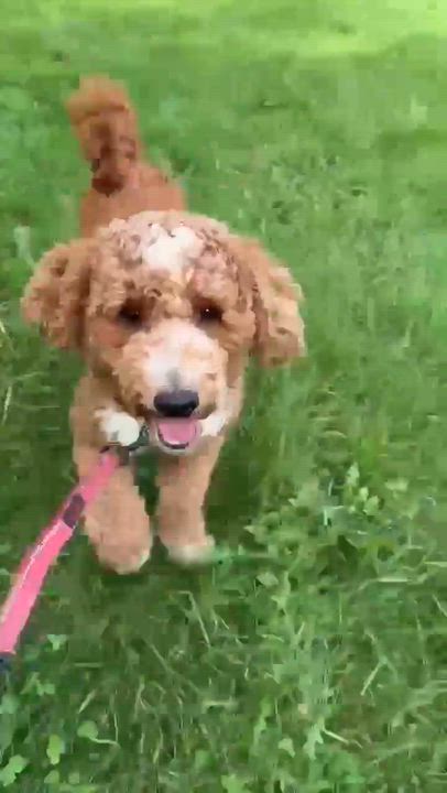 Enlarge Juniper-Foster Home Needed, a ADOPTABLE Poodle in Hartland, WI video 6/6