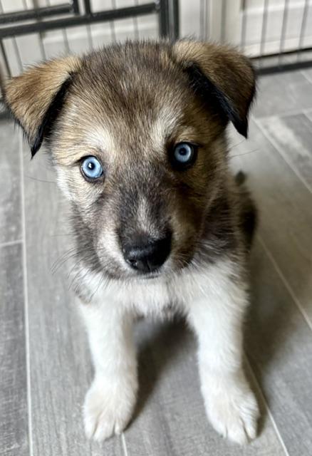 Enlarge Sloane, a Adopted mixed breed in Orland Park, IL image 4/4