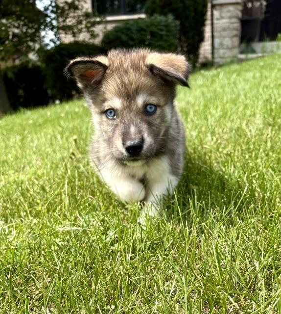 Enlarge Sloane, a Adopted mixed breed in Orland Park, IL image 3/4