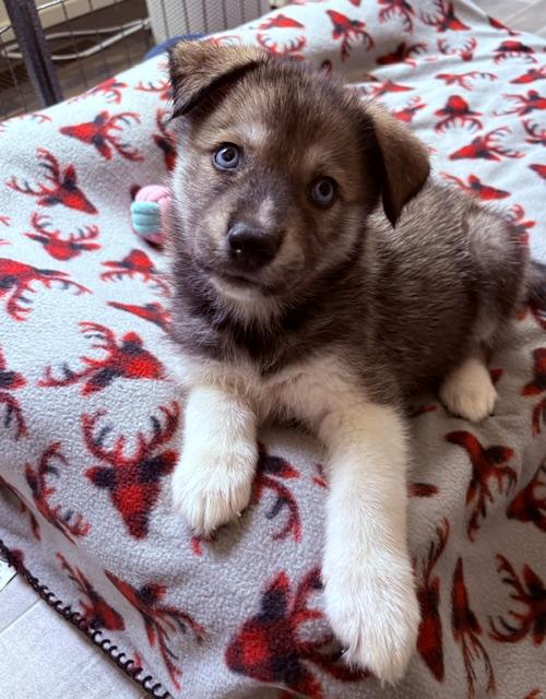 Enlarge Sloane, a Adopted mixed breed in Orland Park, IL image 1/4