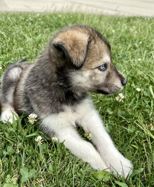 Enlarge Sloane, a Adopted mixed breed in Orland Park, IL image 2/4