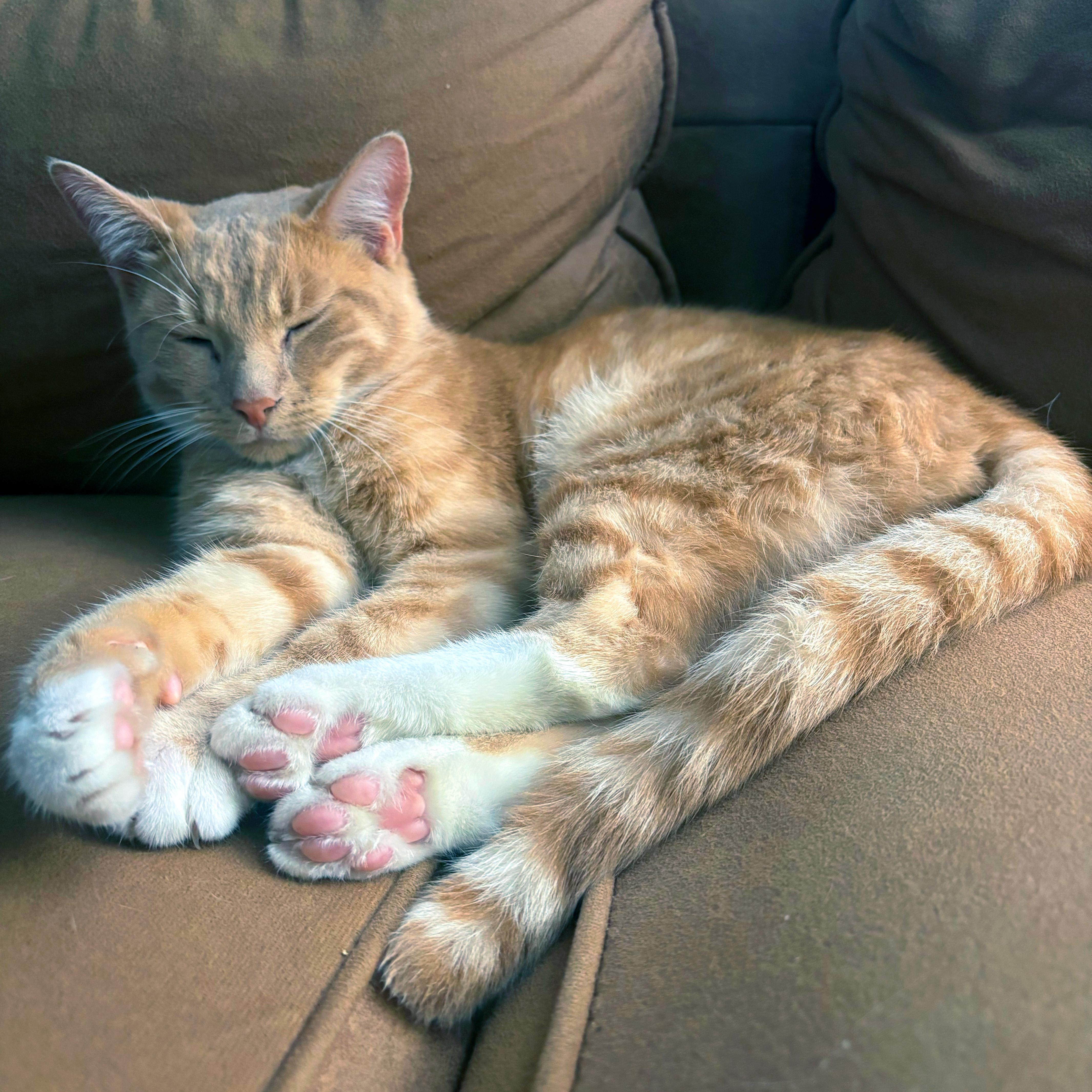 Oatmeal and Coco, a ADOPTABLE Domestic Medium Hair in New York, NY image 4/6