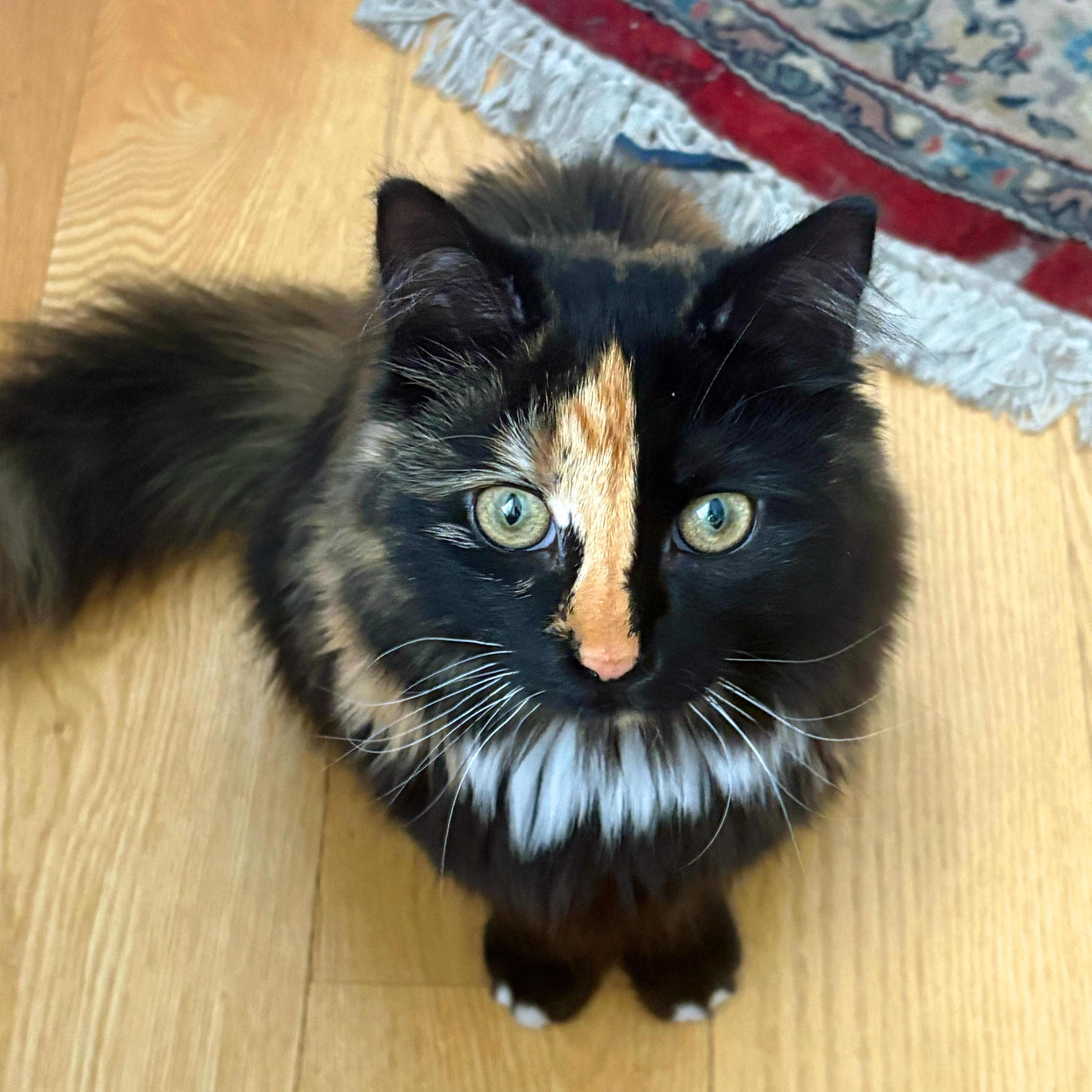 Oatmeal and Coco, a ADOPTABLE Domestic Medium Hair in New York, NY image 2/6