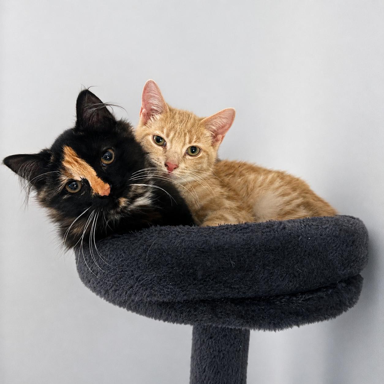Oatmeal and Coco, ADOPTABLE, Young Female Domestic Medium Hair.
