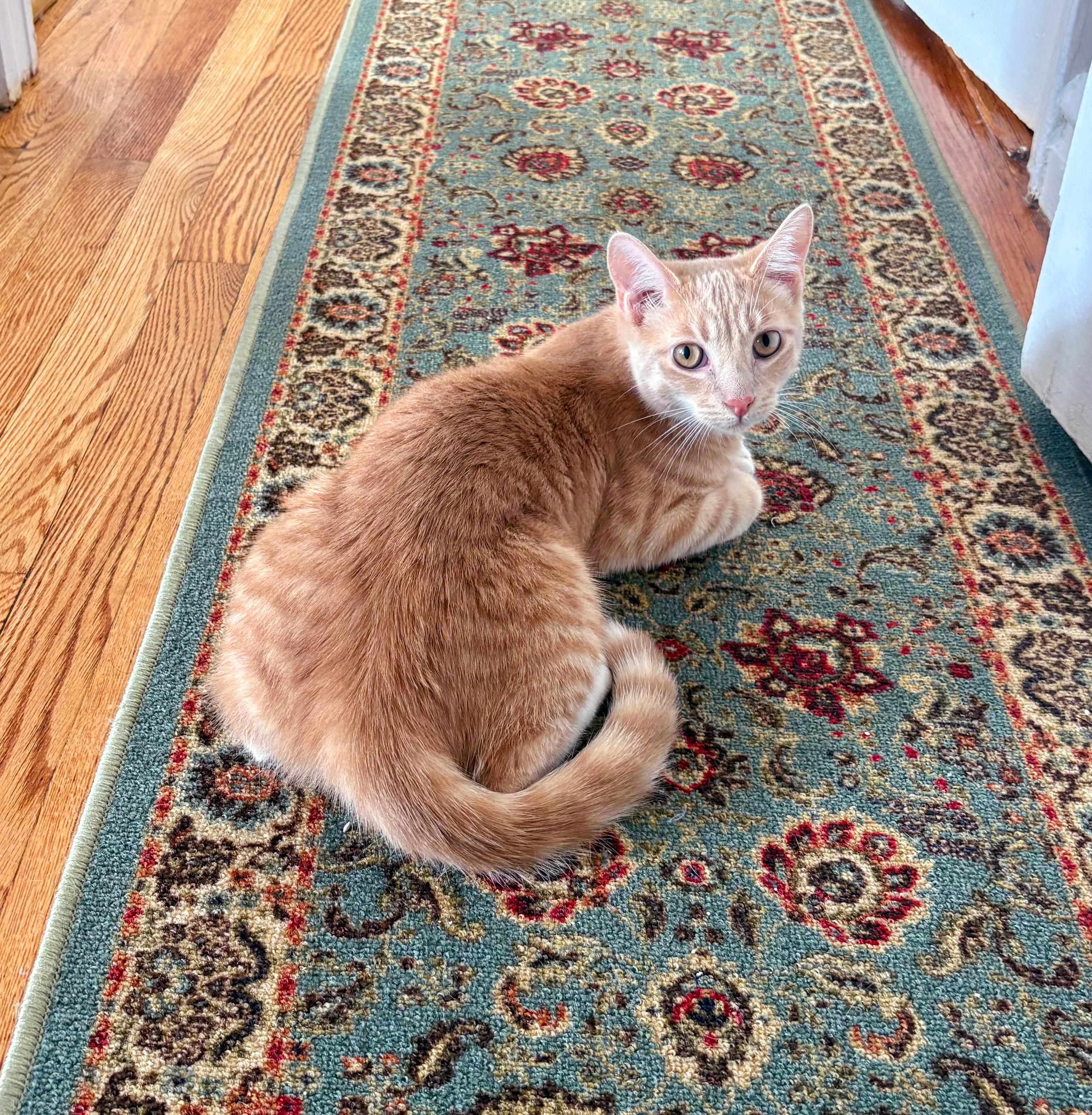 Oatmeal and Coco, a ADOPTABLE Domestic Medium Hair in New York, NY image 6/6
