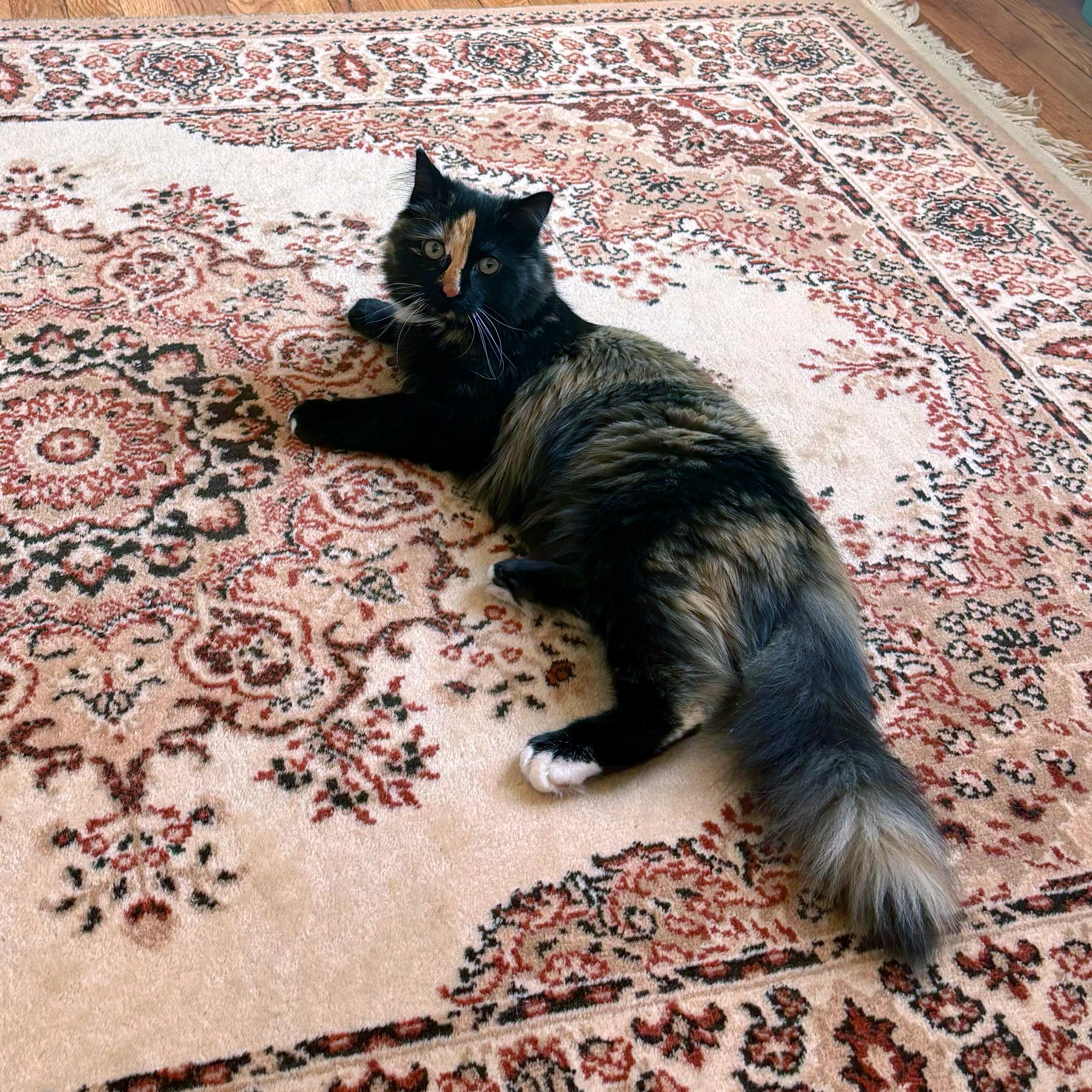 Oatmeal and Coco, a ADOPTABLE Domestic Medium Hair in New York, NY image 5/6