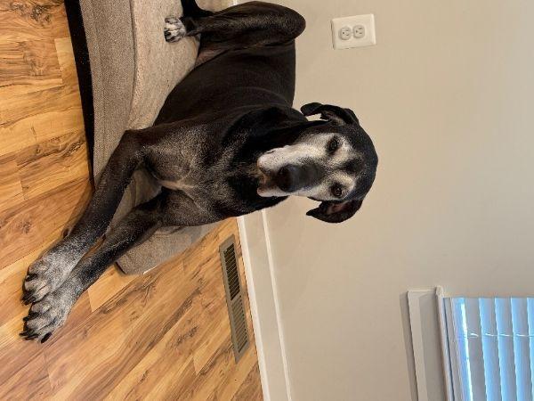 Tex, a Adoptable Great Dane image 3/3