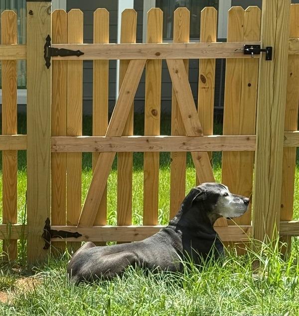 Tex, a Adoptable Great Dane image 1/3