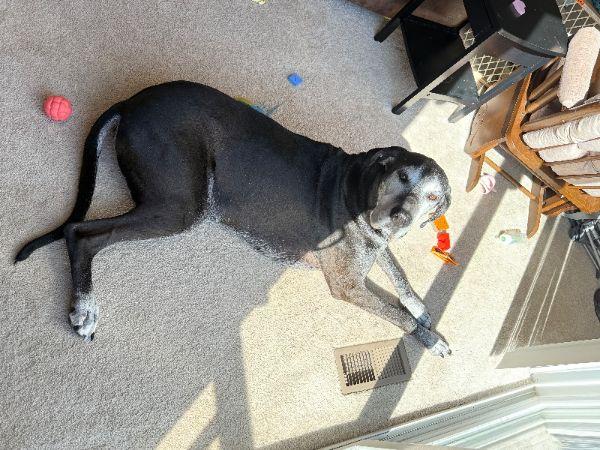 Tex, a Adoptable Great Dane image 2/3