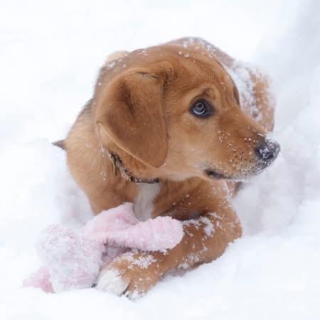 Bertha, ADOPTABLE, Puppy Female Hound.