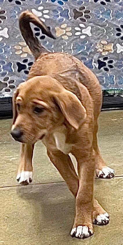 Enlarge Bertha, a ADOPTABLE mixed breed in Polson, MT image 3/4