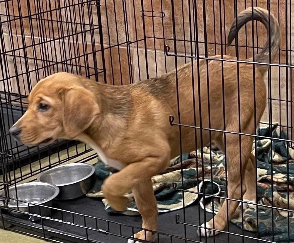 Bertha, ADOPTABLE, Puppy Female Hound.