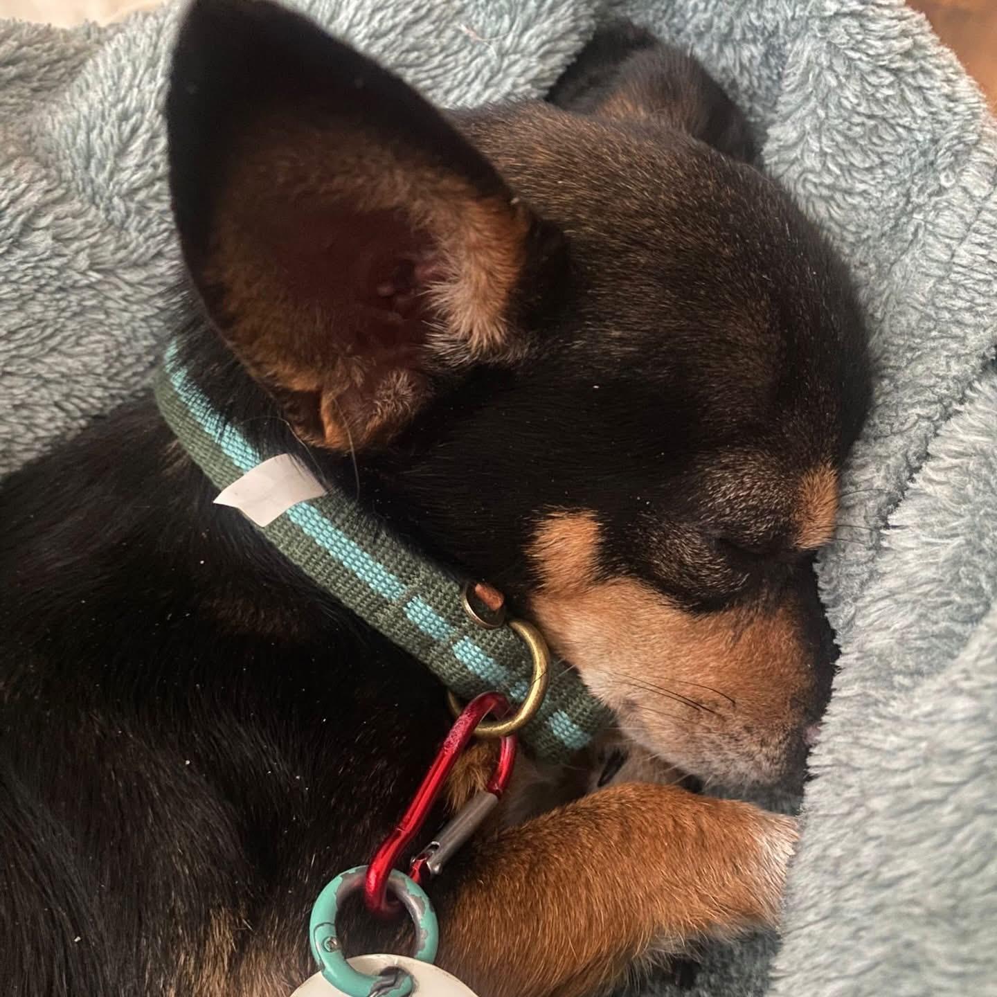 Enlarge Benito, a ADOPTABLE mixed breed in Newmarket, ON image 6/6