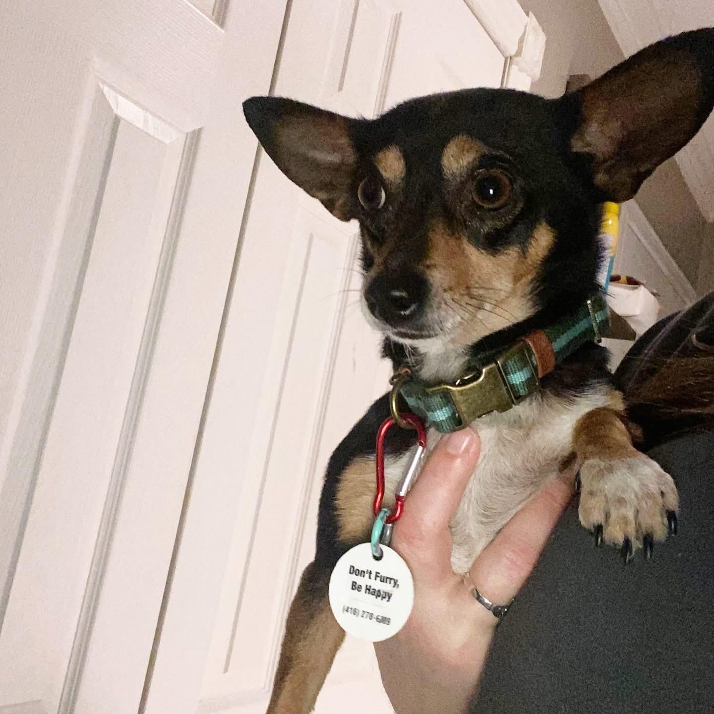 Benito, ADOPTABLE, Young Male Chihuahua & Miniature Pinscher.