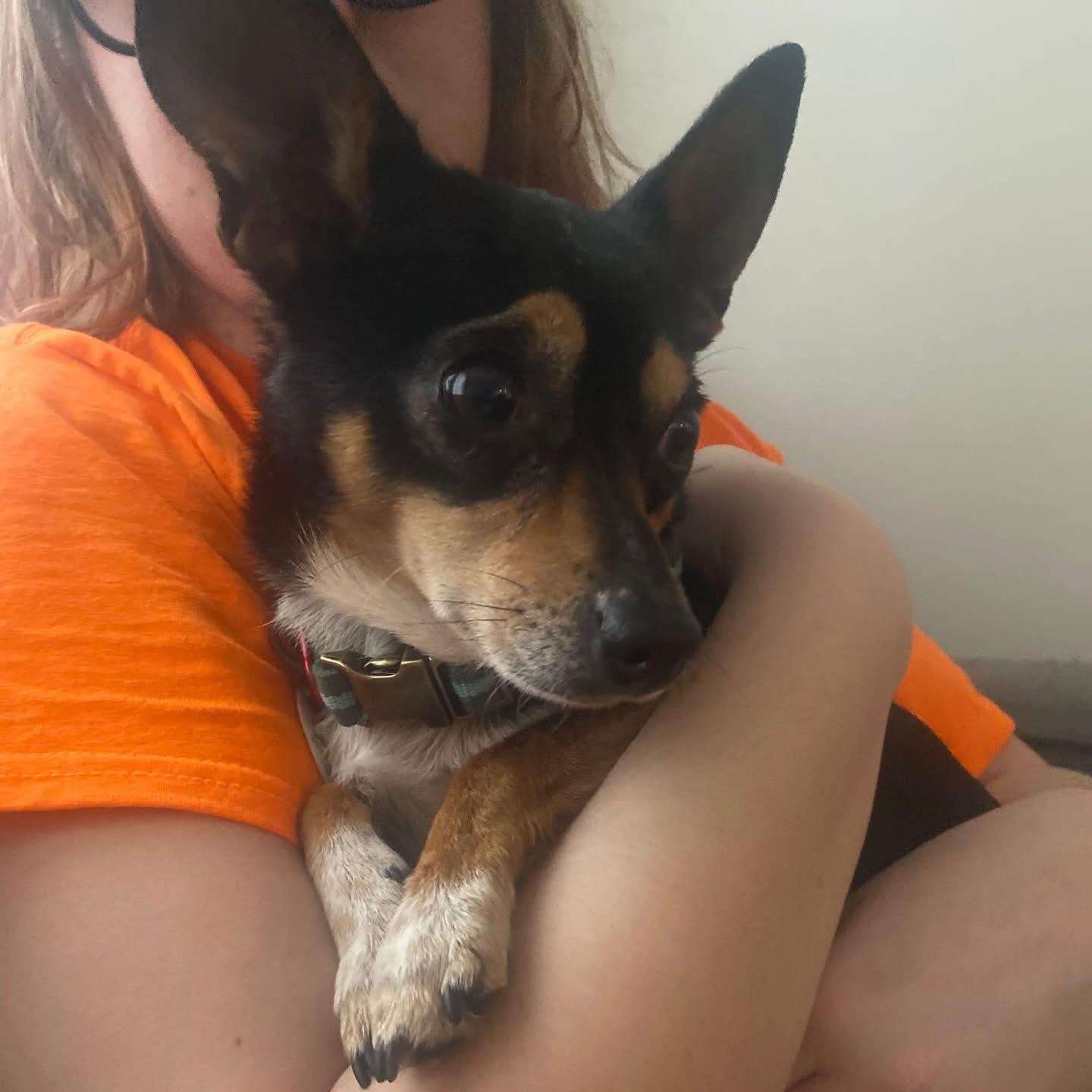 Enlarge Benito, a ADOPTABLE mixed breed in Newmarket, ON image 5/6