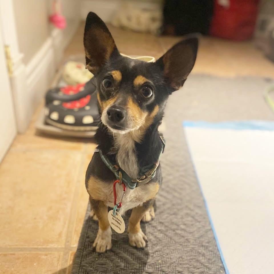 Enlarge Benito, a ADOPTABLE mixed breed in Newmarket, ON image 2/6