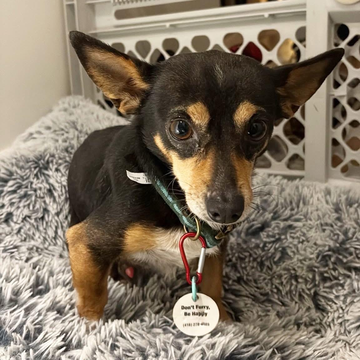 Enlarge Benito, a ADOPTABLE mixed breed in Newmarket, ON image 4/6