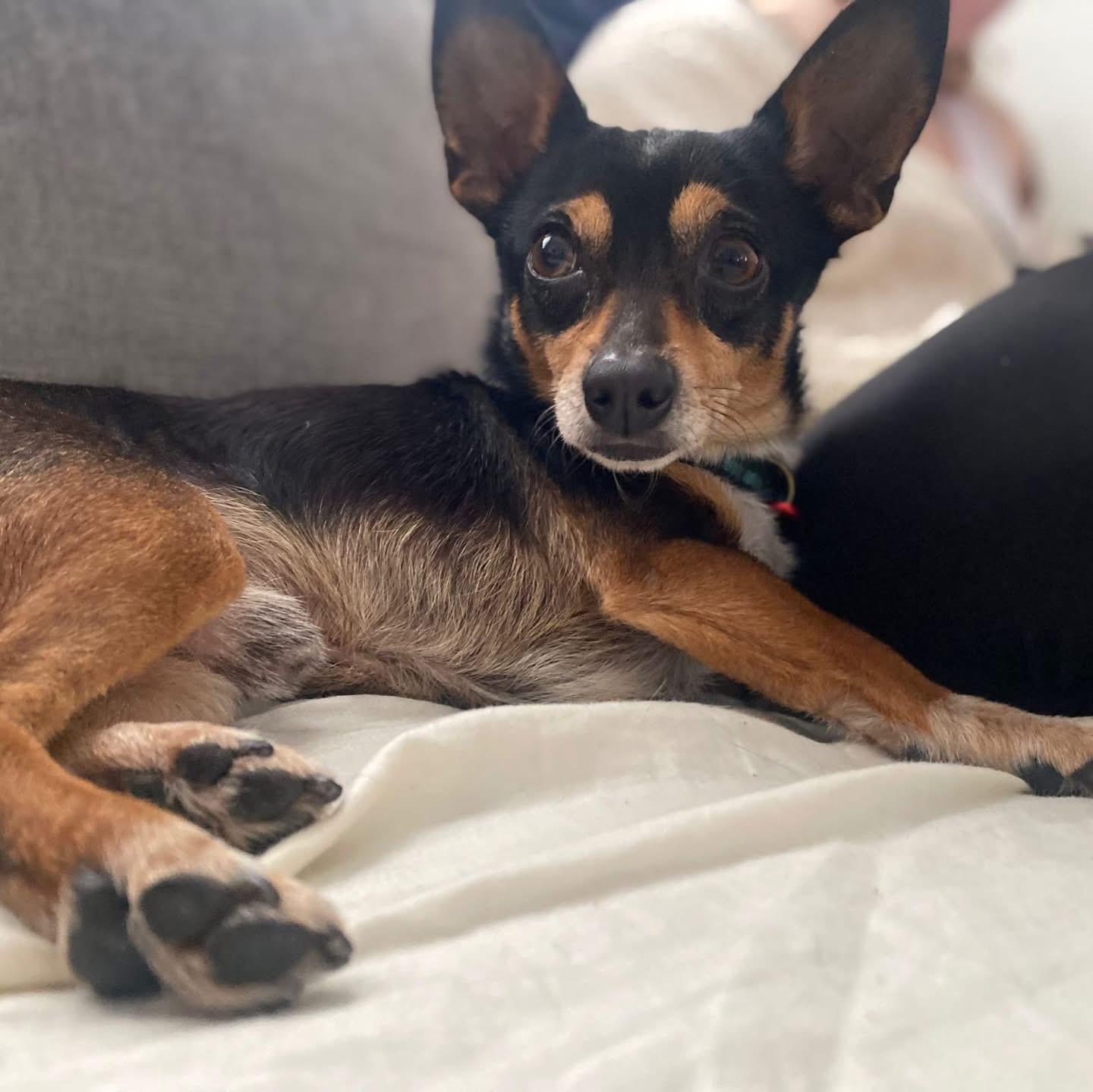 Enlarge Benito, a ADOPTABLE mixed breed in Newmarket, ON image 3/6