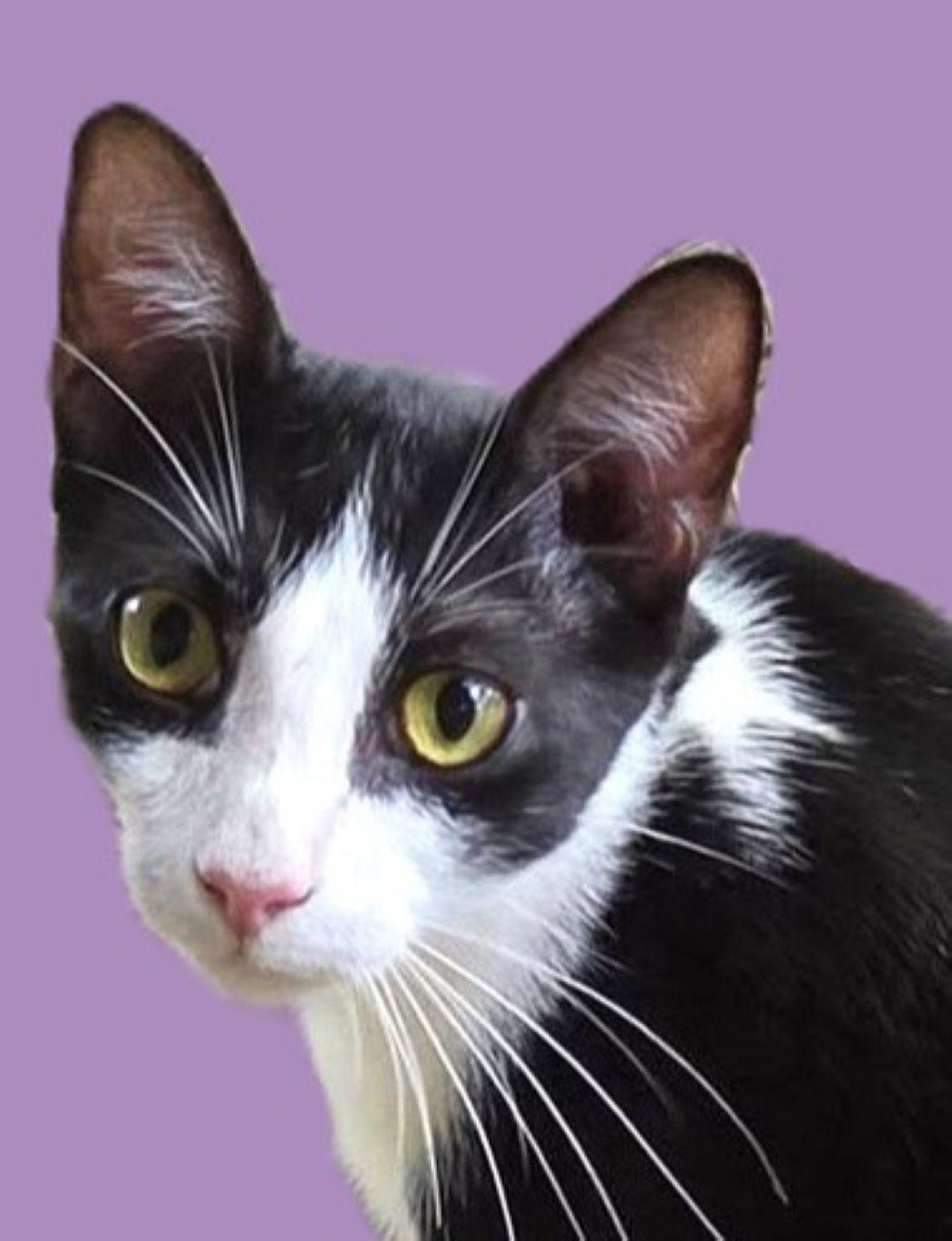 Enlarge Russet, a Adoptable Domestic Short Hair in Savannah, GA image 1/5