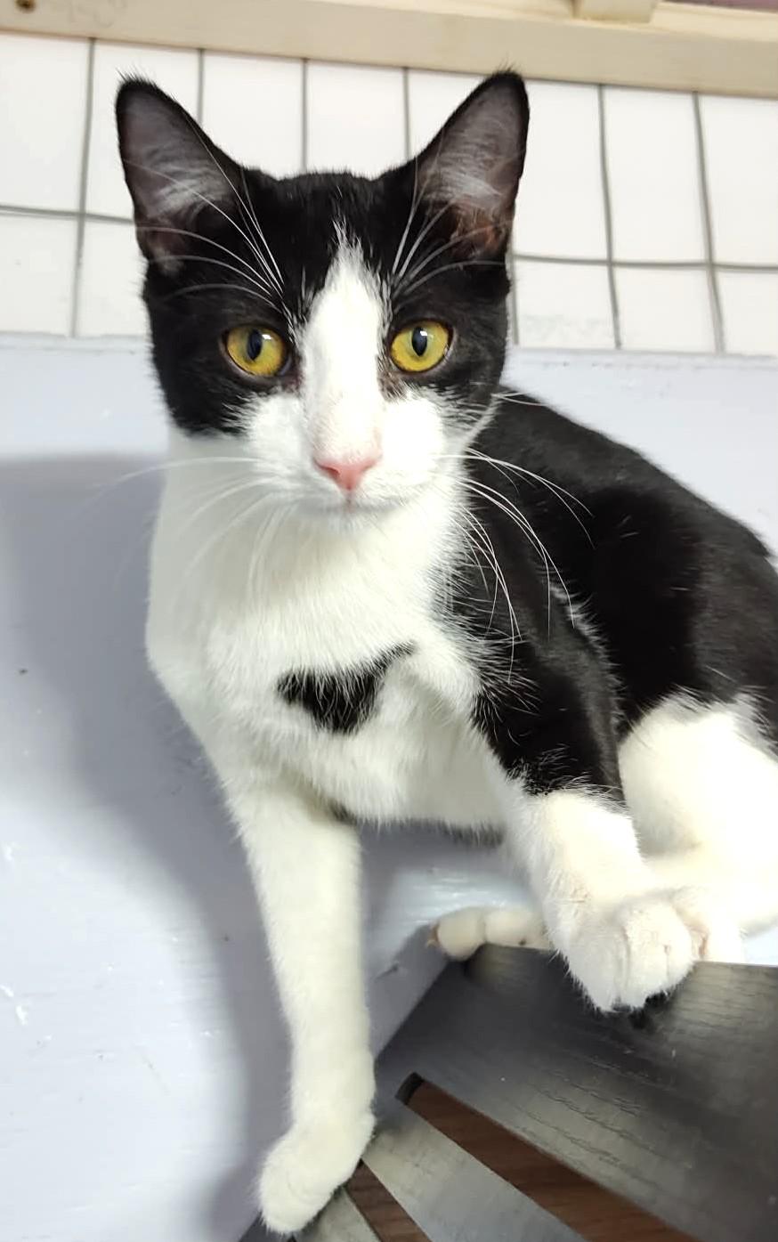 Enlarge Russet, a Adoptable Domestic Short Hair in Savannah, GA image 2/5