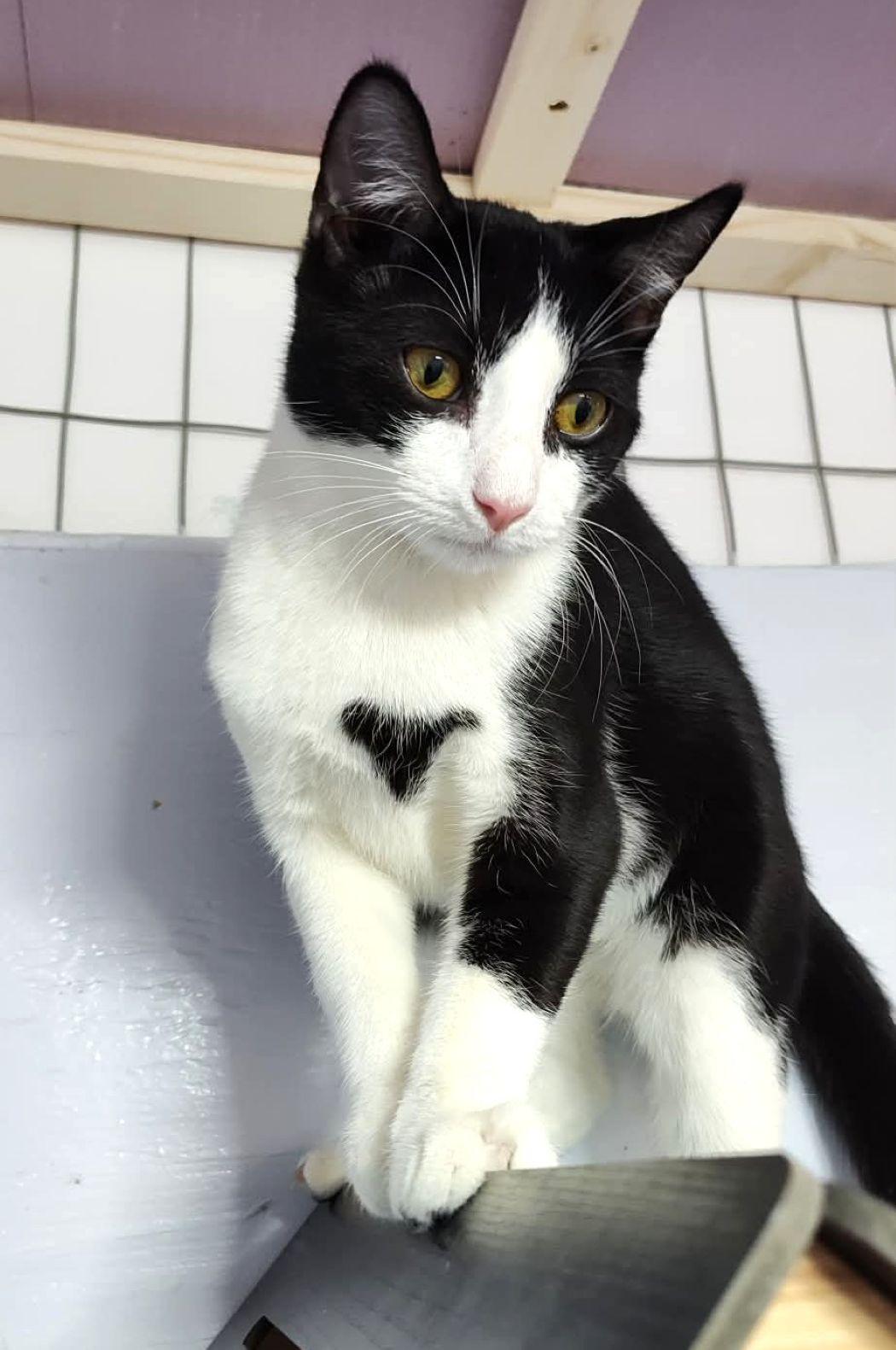Enlarge Russet, a Adoptable Domestic Short Hair in Savannah, GA image 3/5