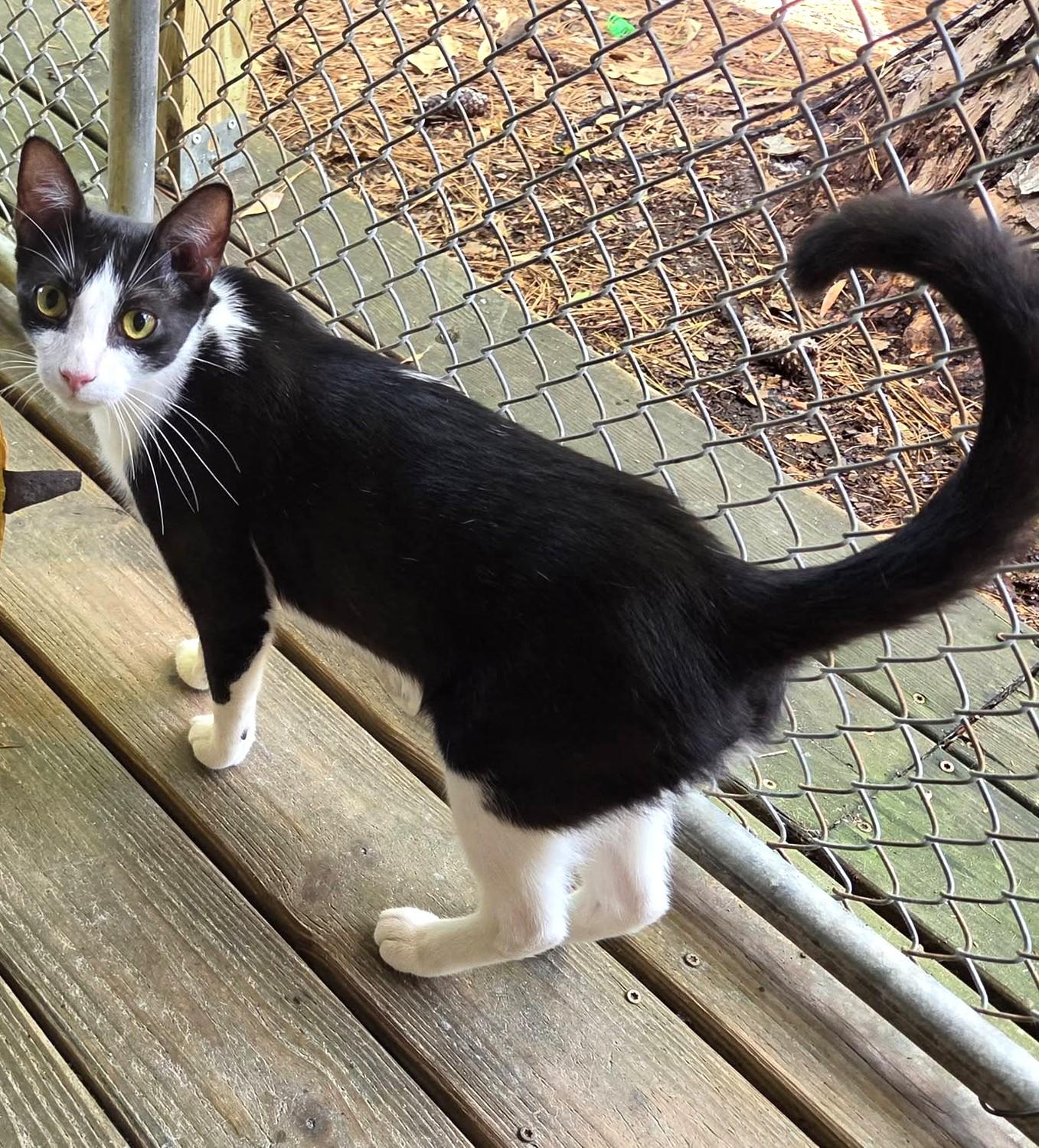 Enlarge Russet, a Adoptable Domestic Short Hair in Savannah, GA image 4/5