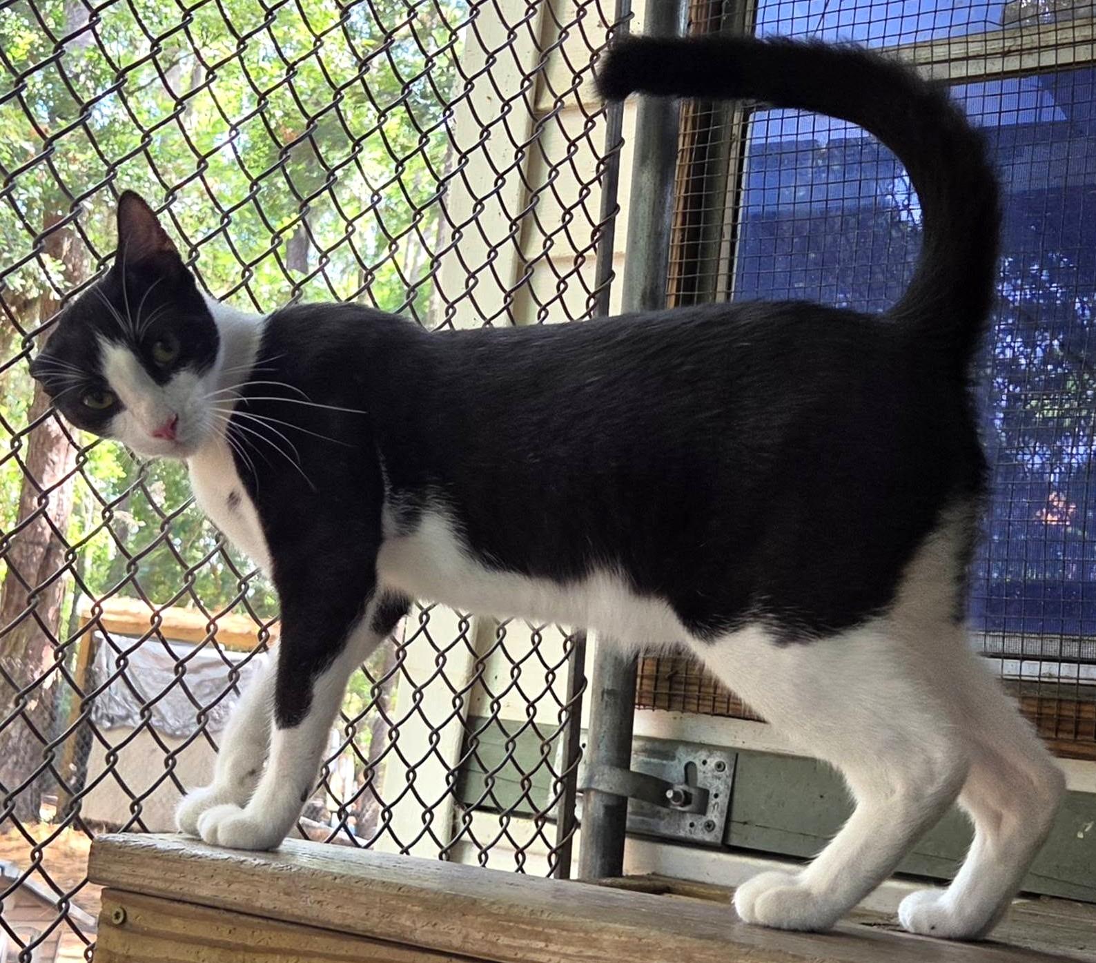 Enlarge Russet, a Adoptable Domestic Short Hair in Savannah, GA image 5/5