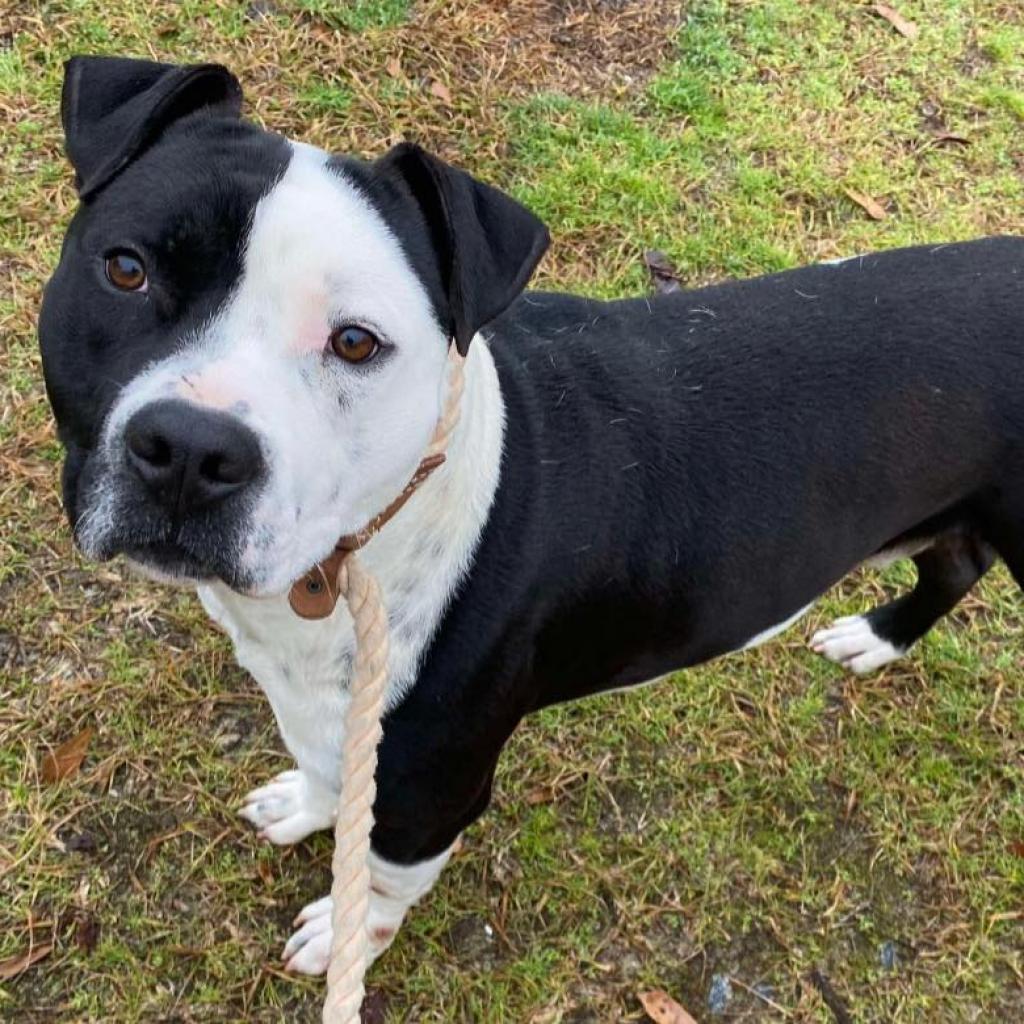 Thumper, Adoptable, Adult Male American Staffordshire Terrier.