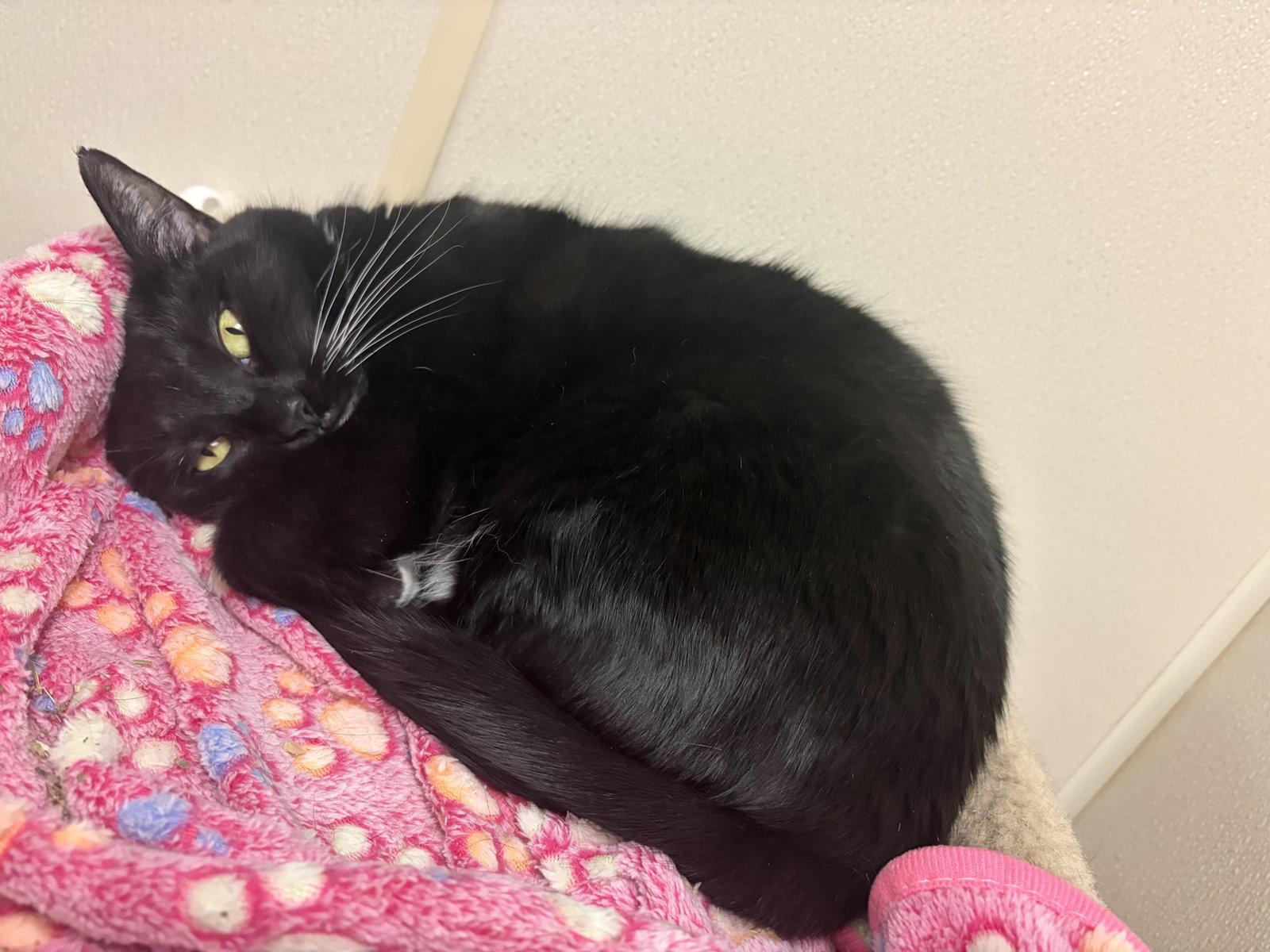 Jesse, Adoptable, Adult Female Domestic Short Hair.