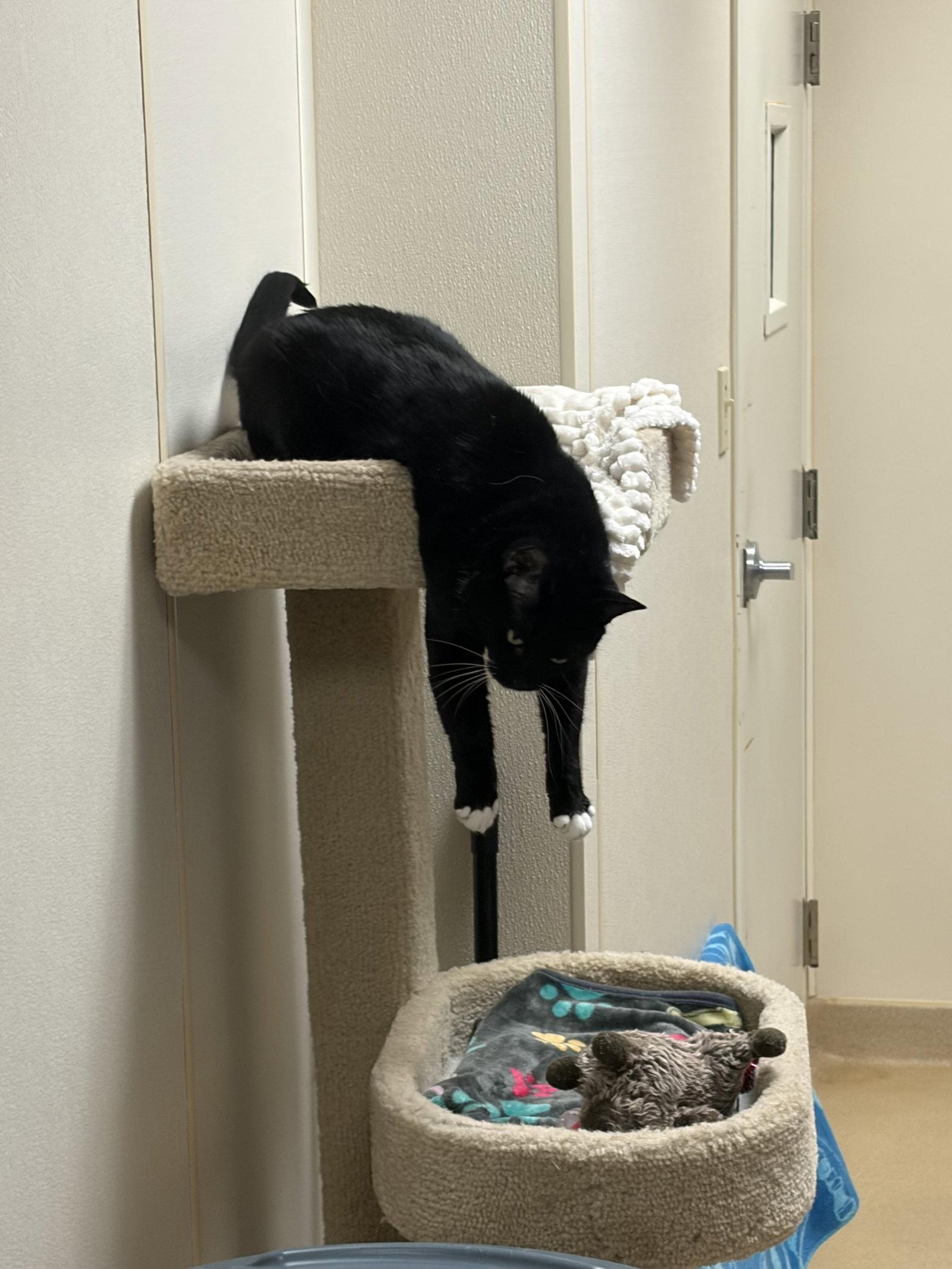 Enlarge Jesse, a Adoptable Domestic Short Hair in Brick, NJ image 2/3