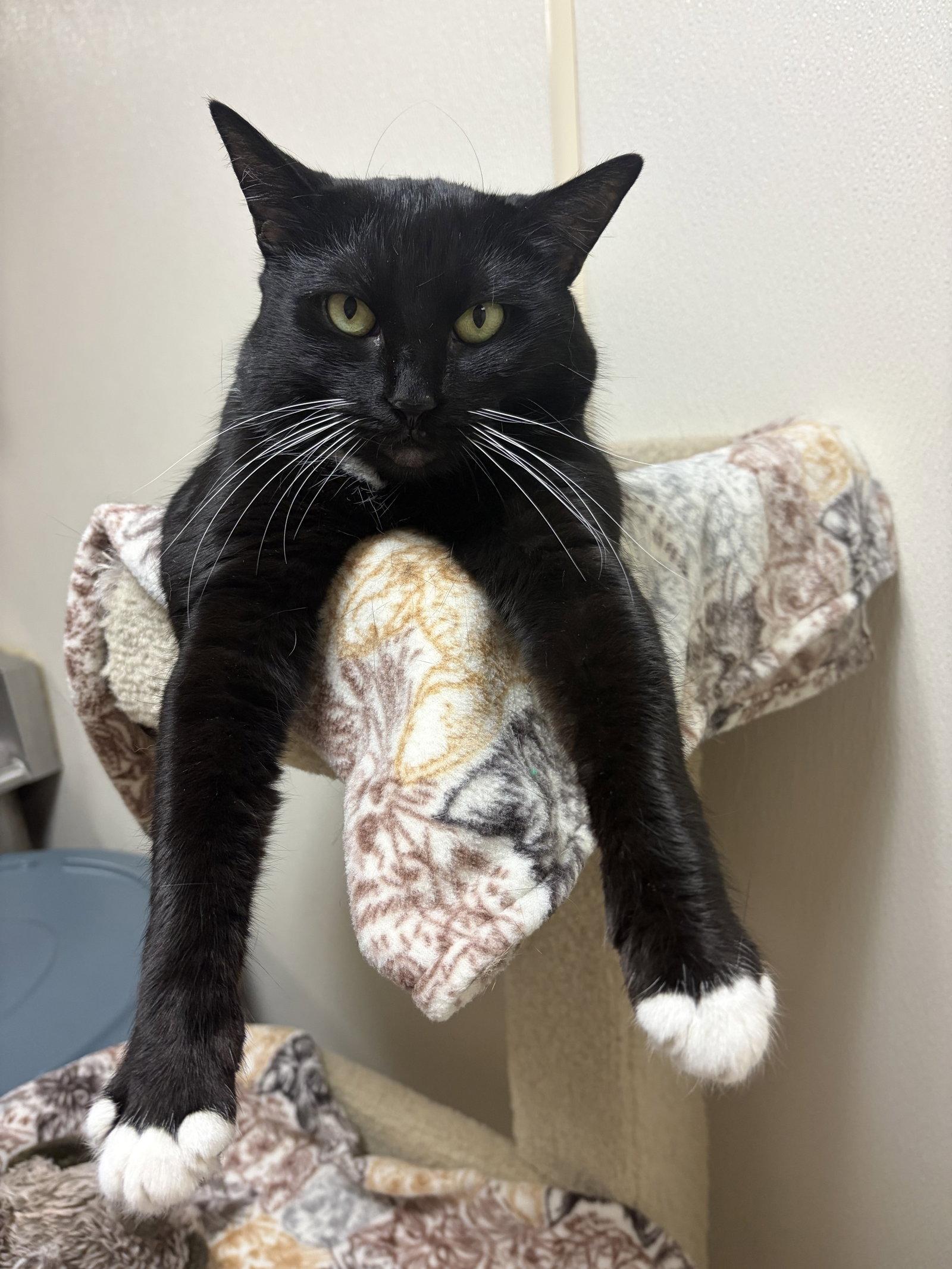Enlarge Jesse, a Adoptable Domestic Short Hair in Brick, NJ image 3/3