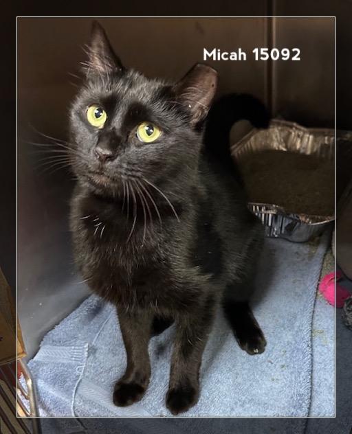 MICAH, a Adoptable Domestic Short Hair in Marietta, GA image 1/5