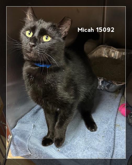 MICAH, a Adoptable Domestic Short Hair in Marietta, GA image 3/5