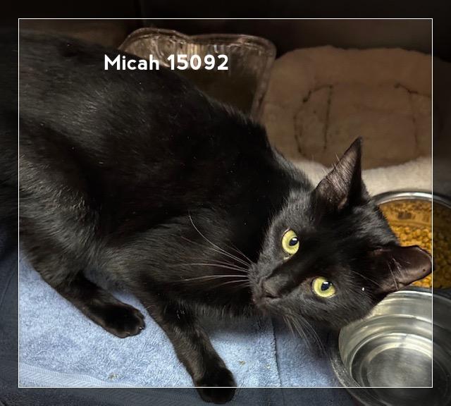 MICAH, a Adoptable Domestic Short Hair in Marietta, GA image 4/5
