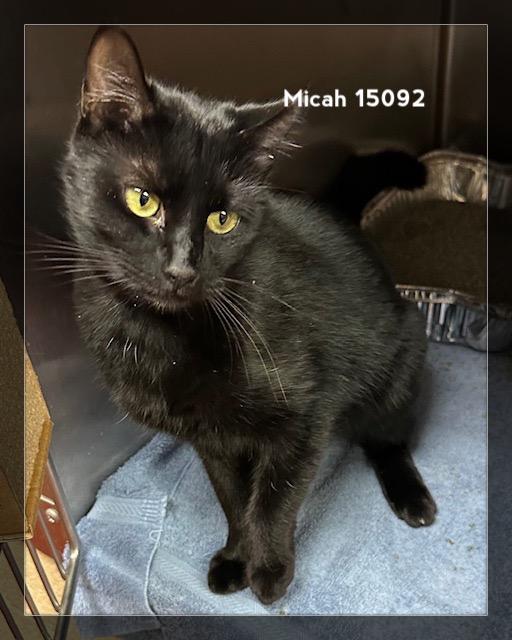 MICAH, a Adoptable Domestic Short Hair in Marietta, GA image 5/5