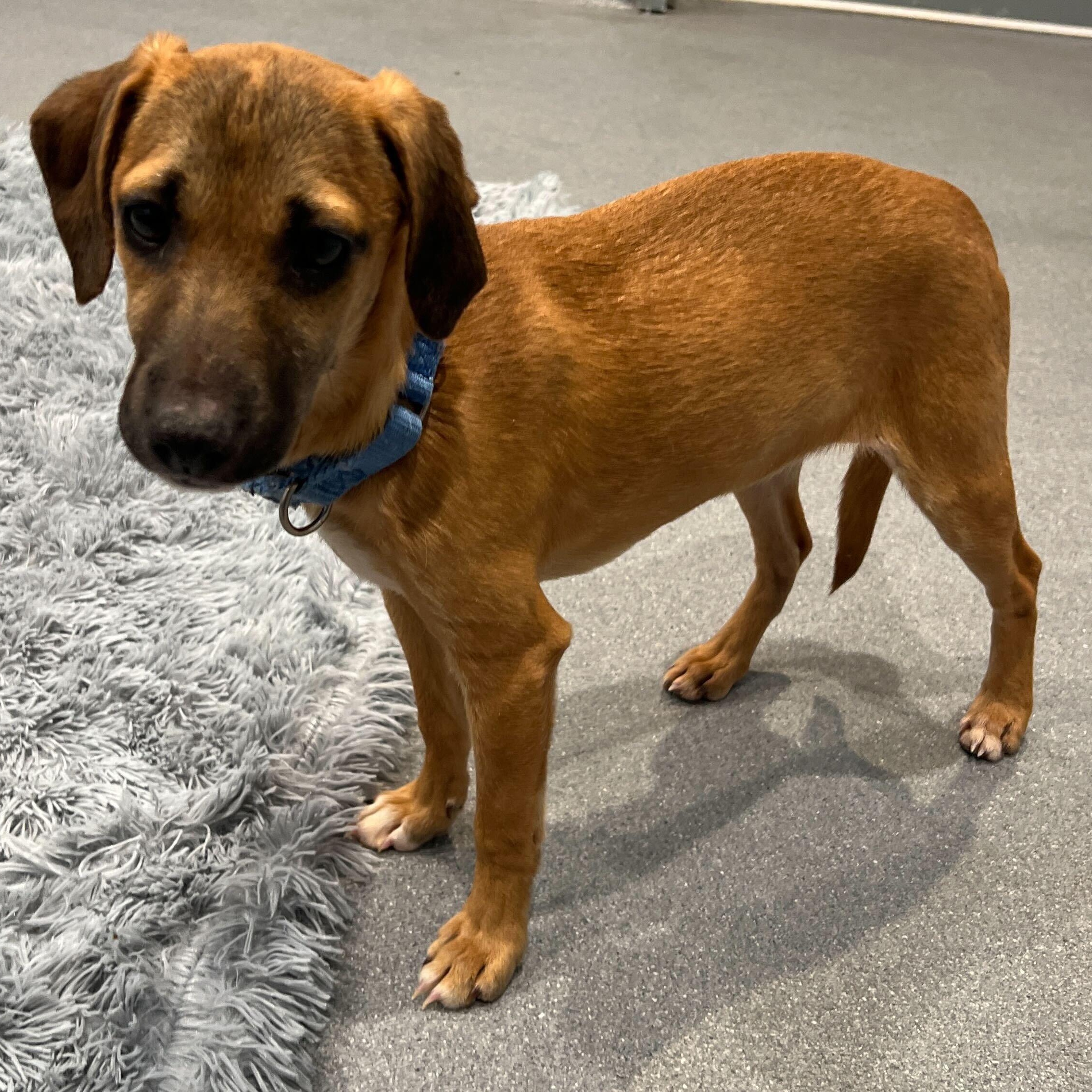 Enlarge Honeysuckle, a ADOPTABLE Mixed Breed in Canal Winchester, OH image 3/5