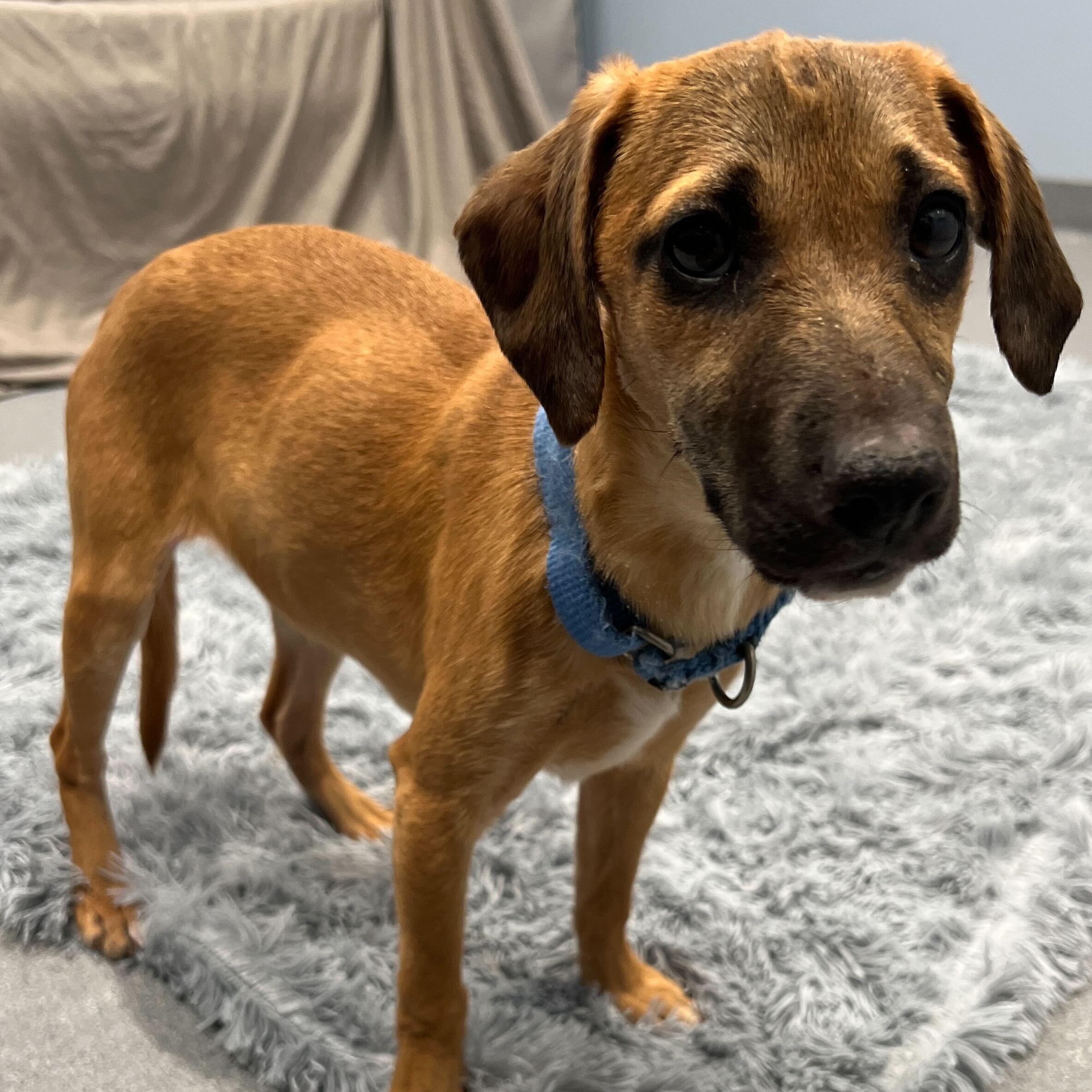 Enlarge Honeysuckle, a ADOPTABLE Mixed Breed in Canal Winchester, OH image 4/5