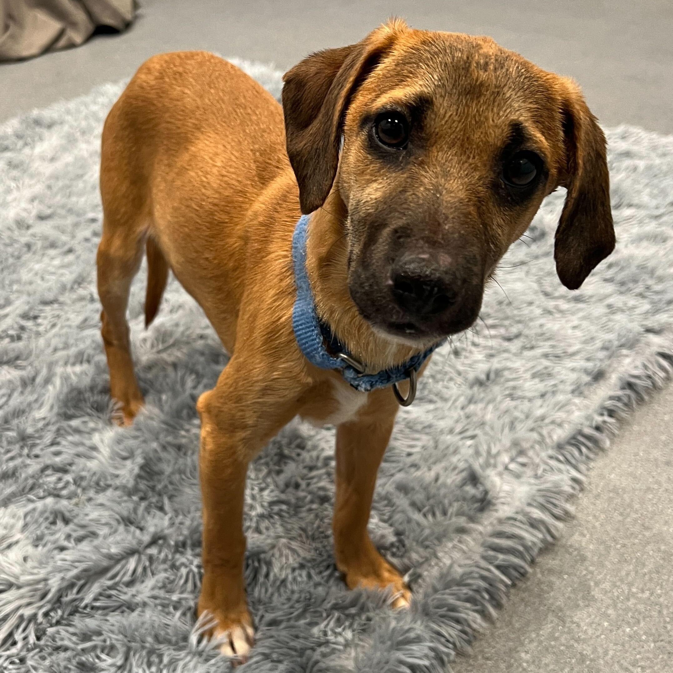 Enlarge Honeysuckle, a ADOPTABLE Mixed Breed in Canal Winchester, OH image 1/5