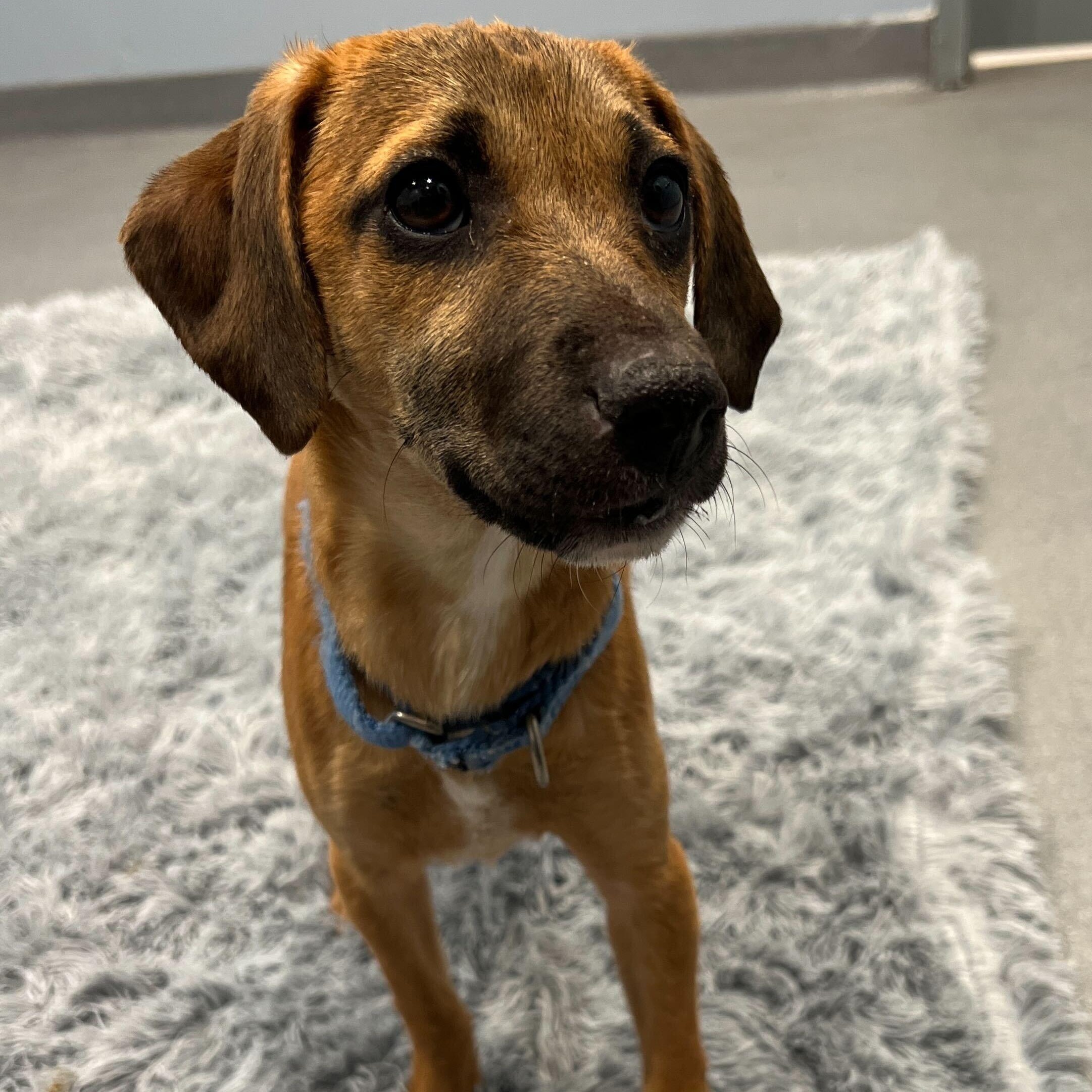 Enlarge Honeysuckle, a ADOPTABLE Mixed Breed in Canal Winchester, OH image 5/5